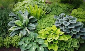 how to grow hostas the