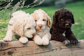 Litter description our litters come from sires and dams all imported from. Lagotto Romagnolo Puppies For Sale Akc Puppyfinder