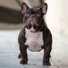 We do not allow new york city breeders, adoption centers, rescues or shelters to list french bulldogs for free in new york city. Where To Buy A French Bulldog Puppy In New York Frenchie World