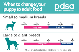 We did not find results for: New Puppy Faqs Pdsa