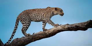 5 fascinating facts about the leopard