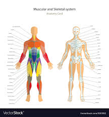 Anatomy Guide Male Skeleton And Muscles Map With
