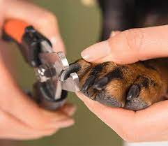how often should i trim my dog s nails