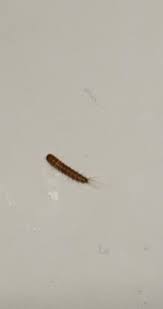 binet are carpet beetle larvae