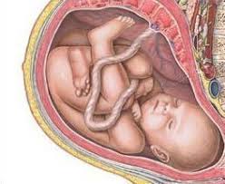 Resultat d'imatges de el cos humà fetus