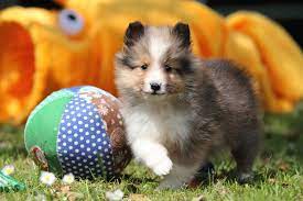 All of our sheltie puppies come with the following: 5 Things To Know About Shetland Sheepdog Puppies Greenfield Puppies