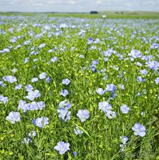Flax Seed Plants With A Purpose