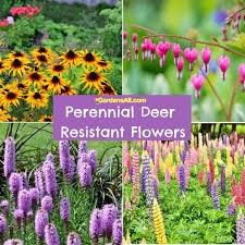 perennial deer resistant flowers