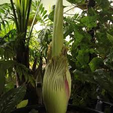 The odour attracts insects which feed on deceased animals and lay their eggs in. Rare Corpse Flower Blooming At Christchurch Botanic Gardens Newsline