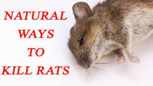 Everyone worries about how to get rid of rats when they find. Get Rid Of Rats With Natural Remedies à¤…à¤ªà¤¨ à¤ à¤š à¤¹ à¤® à¤°à¤¨ à¤• à¤¯ à¤¦ à¤¸ à¤¨ à¤¸ à¤– Boldsky Youtube