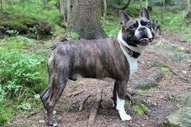 It's also free to list your available puppies and litters on our site. Brindle Boston Terrier Facts You Need To Know Before Owning This Tiger Striped Boston Terrier Healthy Homemade Dog Treats