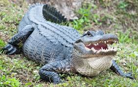 UL-Lafayette warns students of alligators on campus as mating season begins