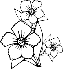 free jasmine flowers coloring page