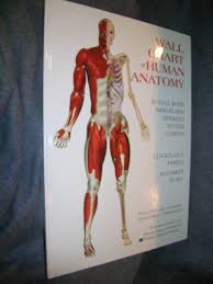 Wallchart Of Human Anatomy 3 D Full Body Images Detailed