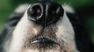 why are dog noses wet 5 causes