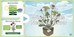 We did not find results for: What Do Plants Need To Grow Powerpoint Science Resource