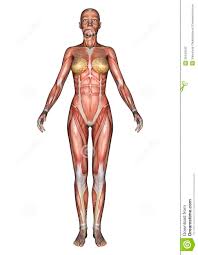 Female Anatomy Figure Stock Illustration Illustration Of