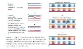 genetic variation heredity