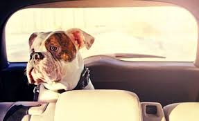 19 Tips For Curing Your Dog S Car Anxiety