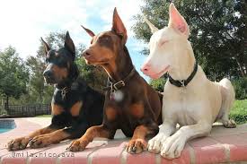 Doberman puppies or doberman pinschers are a medium to large breed of domestic dog that was originally developed around 1890 in germany as a working dog. All The Colors And Types Of The Doberman Pinscher Doberman Planet