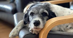 signs of dementia in dogs ses