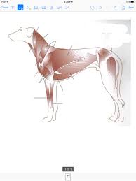 Dog Muscle Diagram