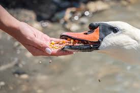 Can Swans Eat Bread? 
