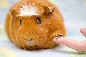 nail clipping for rabbits guinea pigs