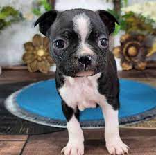 joseph male boston terrier puppy for