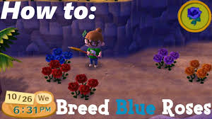 how to breed the blue rose acnl