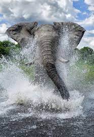 Weitere ideen zu elefanten bilder elefanten und tiere. Maya47000 Charge By Ben Cranke Carpe Diem Elefanten Elefanten Fotos Chobe National Park