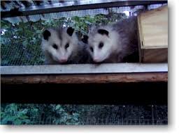 We did not find results for: Understanding Opossums Native Animal Rescue
