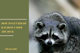 If the raccoons under your deck must be removed and did not respond to the option for humanely deterring the raccoons from your property as described above, you can call an animal removal. Get Rid Of Racoons Under The Deck A Complete Guide 2021