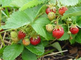 Strawberries Agricultural Marketing Resource Center