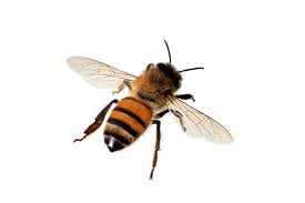 Bee Identification Guide Top 11 Types Of Bees In The World