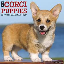 See more ideas about corgi pictures, corgi, funny corgi pictures. Just Corgi Puppies 2019 Wall Calendar Dog Breed Calendar Willow Creek Press 9781549200885 Amazon Com Books