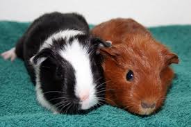 Guinea Pig Size How They Develop