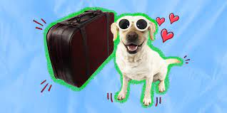 dog friendly hotels 10 chains to