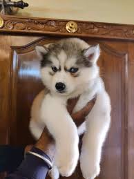 blue eyes siberian husky puppy