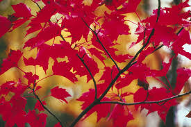 red maple tree facts sciencing