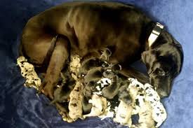 There is historical evidence that similar dogs to the great danes were around in egypt in 3000 b.c. Great Dane Delivered 19 Puppies And It S Nothing Short Of A Miracle