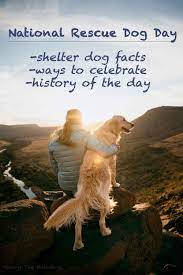 Harlingen, texas (valleycentral) — august 26 is national dog day and you can celebrate by helping your local shelter. National Rescue Dog Day Ways To Celebrate And Shelter Dog Facts