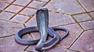 wallpaper black snake cobra for