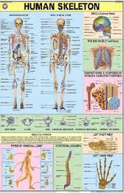 Chart Of Human Skeleton Laminated 70x100cm English Hindi