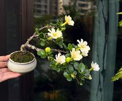 Japanese Bodhidharma Gardenia