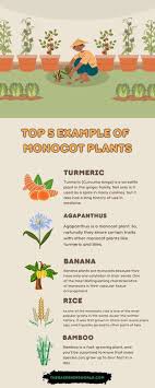 monocot plants for tree