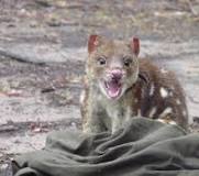 Image result for quolls