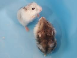 are hamsters aggressive 5 things you