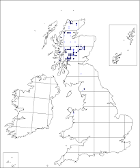 Cerastium alpinum | Online Atlas of the British and Irish Flora