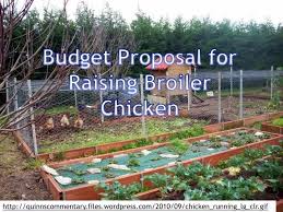 Budget Proposal For Raising Broiler